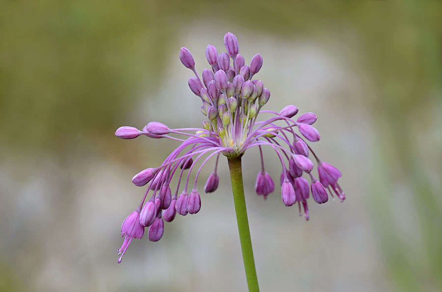 Allium carinatum subsp. pulchellum (=Allium coloratum) / Aglio delle streghe